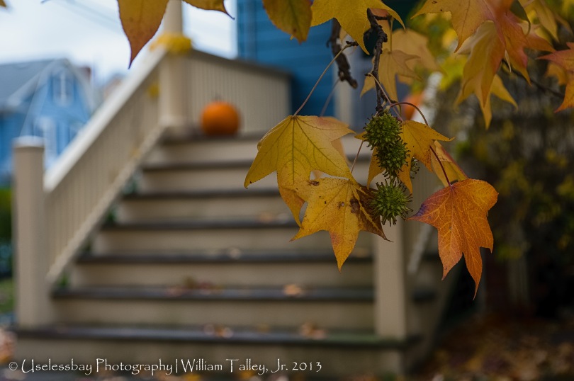 Leaves and Porch-1